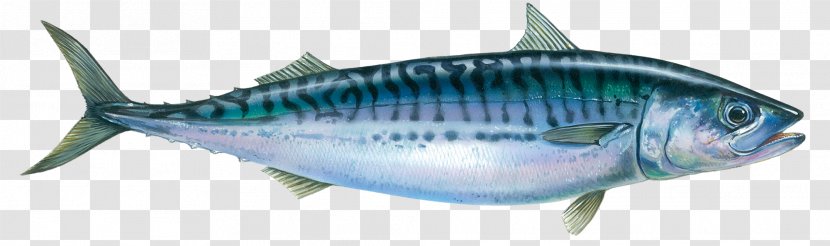 Oily Fish Atlantic Mackerel Seafood - Allergy Transparent PNG