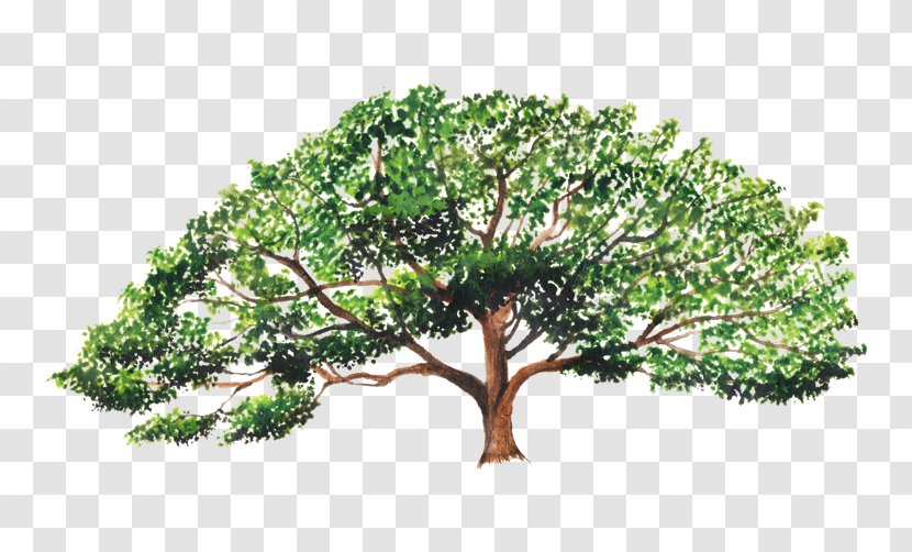Enterolobium Cyclocarpum Branch Contortisiliquum Tree Guanacaste Province - Woody Plant Transparent PNG