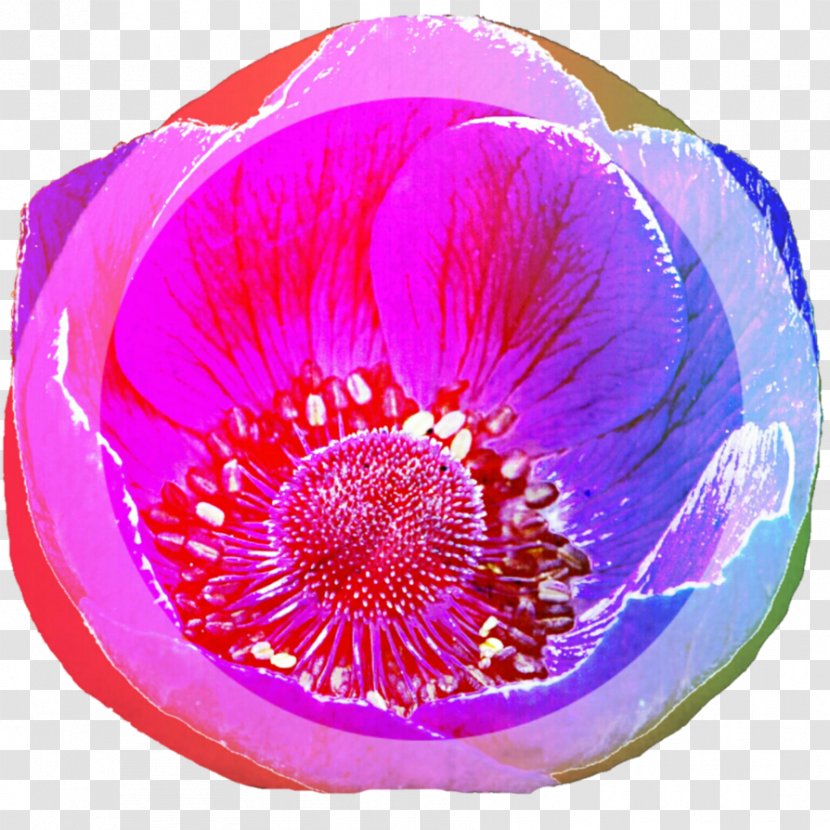 Violet Purple Magenta Flower Petal - Anemone Transparent PNG