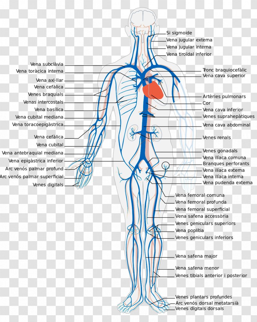 Systemic Venous System Deep Vein Human Body Circulatory - Cartoon - Heart Transparent PNG