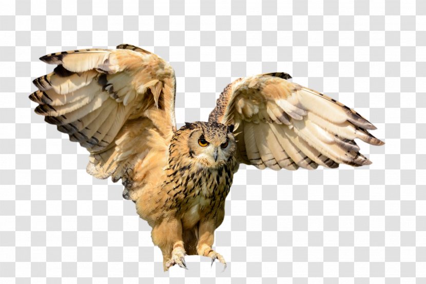 Bird Of Prey Flight Owl - Owls Transparent PNG