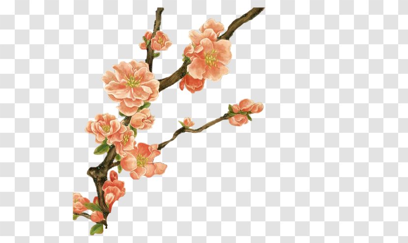 Flower Clip Art - Blossom - Plum Transparent PNG
