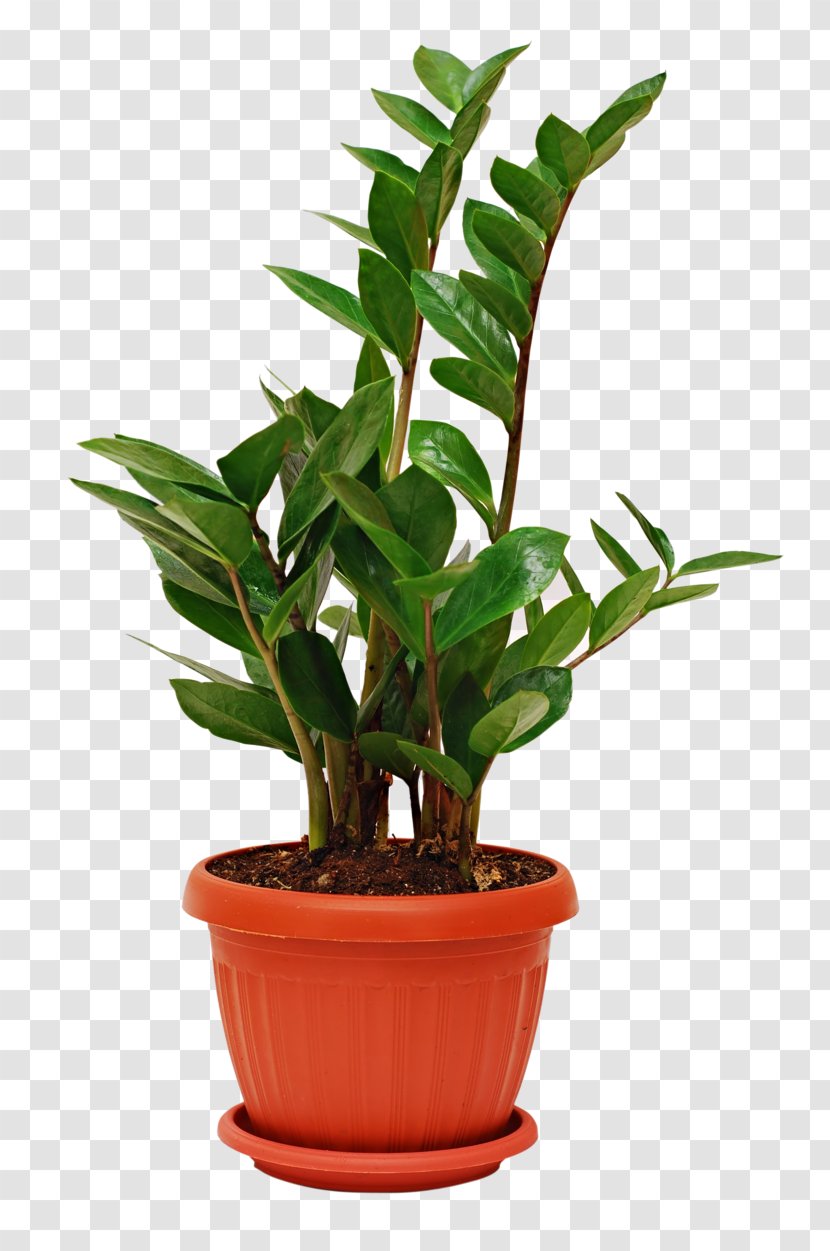 Houseplant Succulent Plant Zanzibar Gem Indoor Air Quality - Potted Cactus Transparent PNG