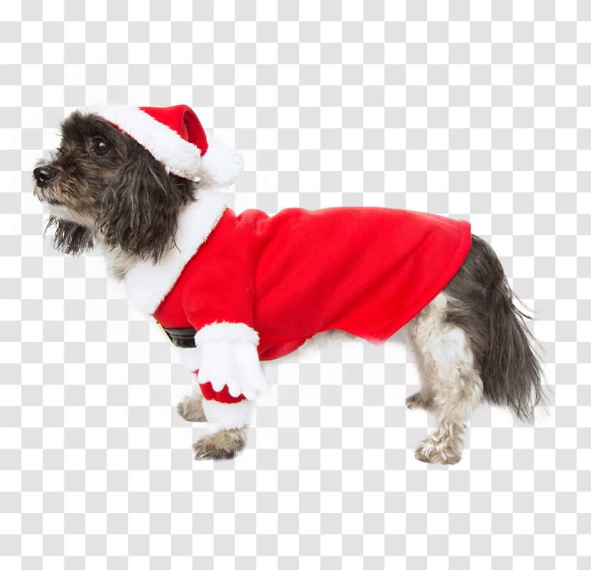 Dog Breed Puppy Companion Clothes Transparent PNG