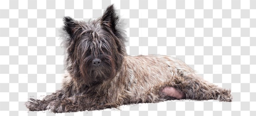 Cairn Terrier Scottish Glen Affenpinscher Dog Breed - Carnivoran Transparent PNG