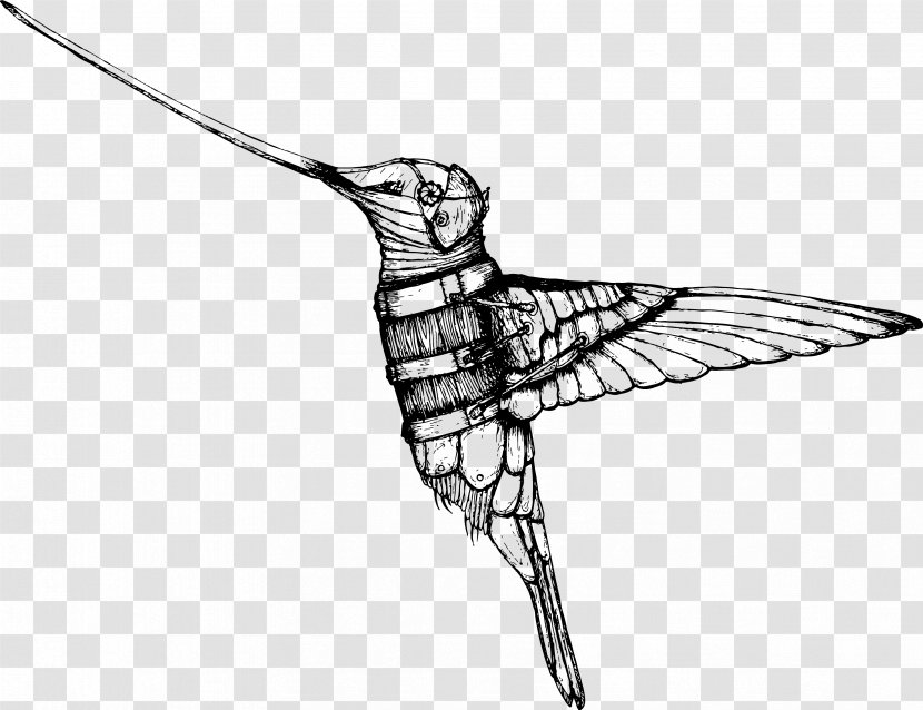 Hummingbird Drawing Beak - Wing - Bird Transparent PNG