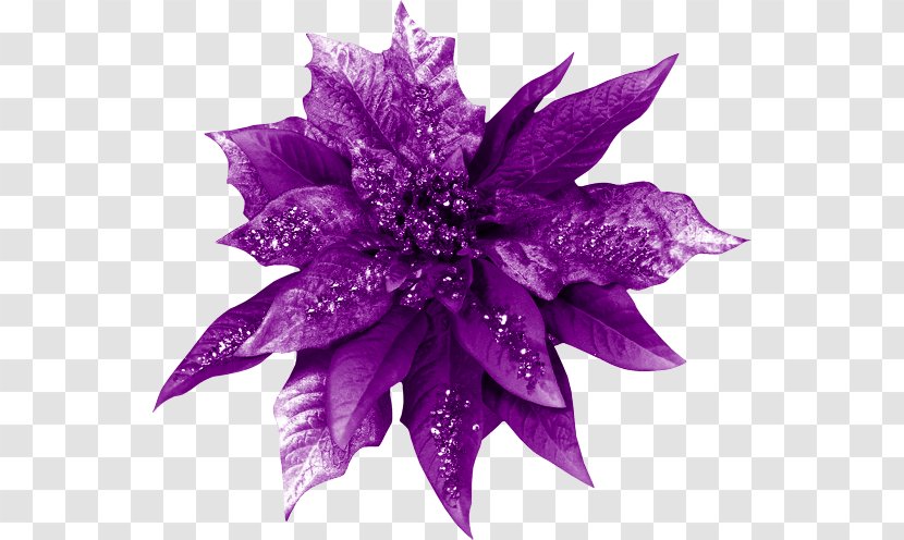 Violet Cut Flowers Color - Shape Transparent PNG