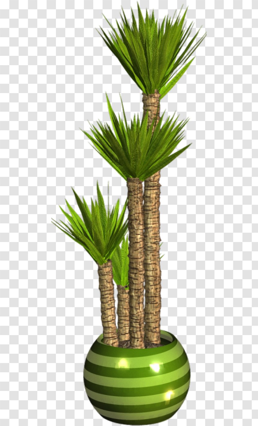 Asian Palmyra Palm Flowerpot Houseplant Arecaceae - Tree - Plant Transparent PNG