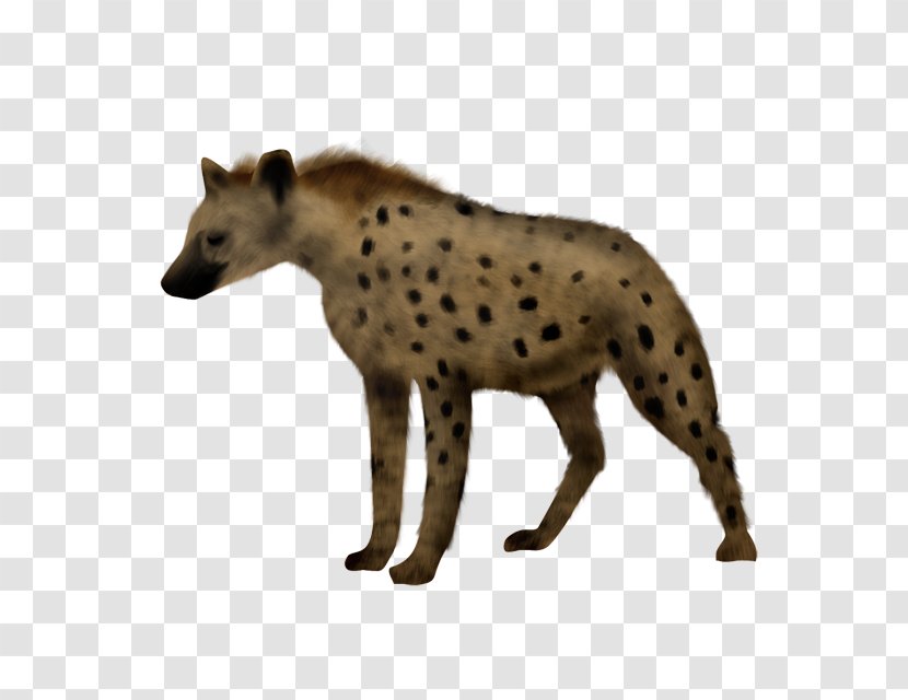 Hyena Siberian Husky Cheetah Animal Transparent PNG