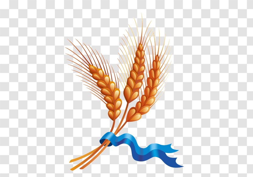 Wheat Cereal Harvest Ear - And Ribbons Picture Material Transparent PNG