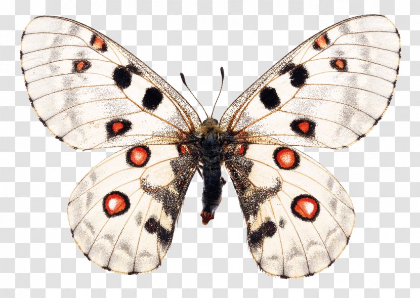 Butterfly Stock Photography Image Apollo Moth - Pollinator Transparent PNG
