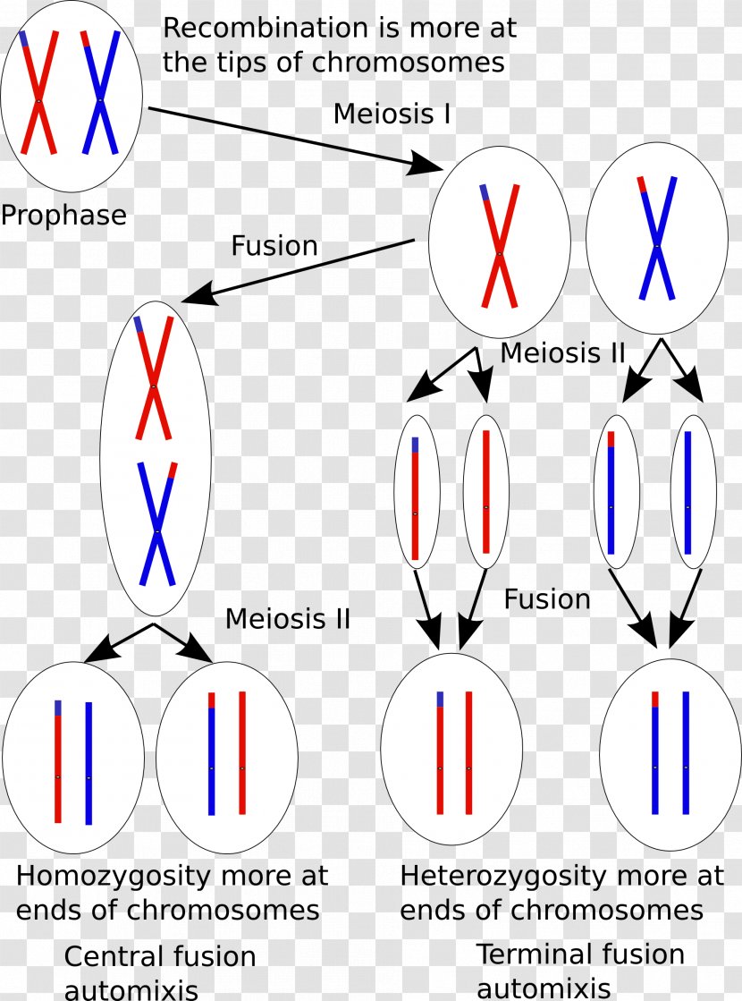 Thelytoky Parthenogenesis Asexual Reproduction Fertilisation - Symmetry - Meiosis Transparent PNG