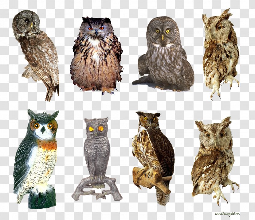 Owl God Is A Hoot! Book Beak Wildlife Transparent PNG