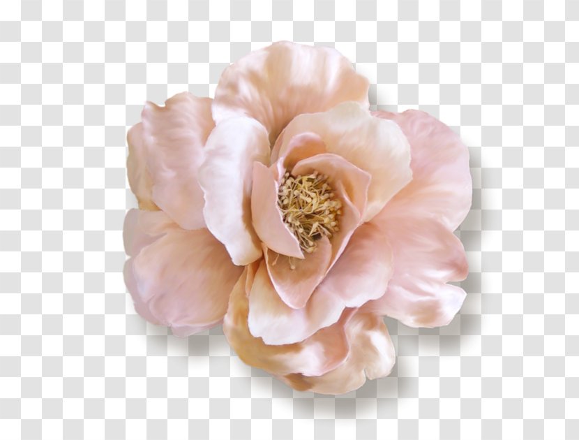 Ballet Beautiful Fashion Cabbage Rose Paper Garden Roses - Rosa Centifolia - PINK LACE Transparent PNG