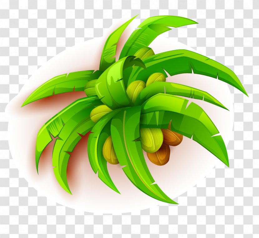 Coconut Tree - Plant - Fruit Transparent PNG