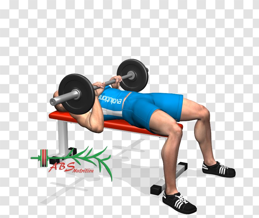 Weight Training Triceps Brachii Muscle Biceps Deltoid - Watercolor - Barbell Transparent PNG