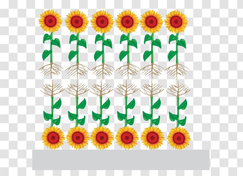 Common Sunflower Function-spacer-lipid Kode Construct Seed Architectural Engineering Floral Design - Cut Flowers - Flower Transparent PNG