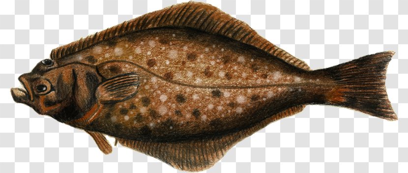Flounder Sole Carp Oily Fish Tilapia - Bony - Af Transparent PNG