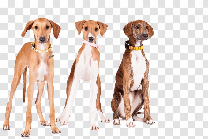 Lurcher Azawakh Sloughi Greyhound Whippet - Dog Like Mammal - Breed Transparent PNG