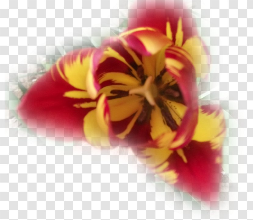 Tulip Petal 17th Century Close-up - Flowering Plant Transparent PNG