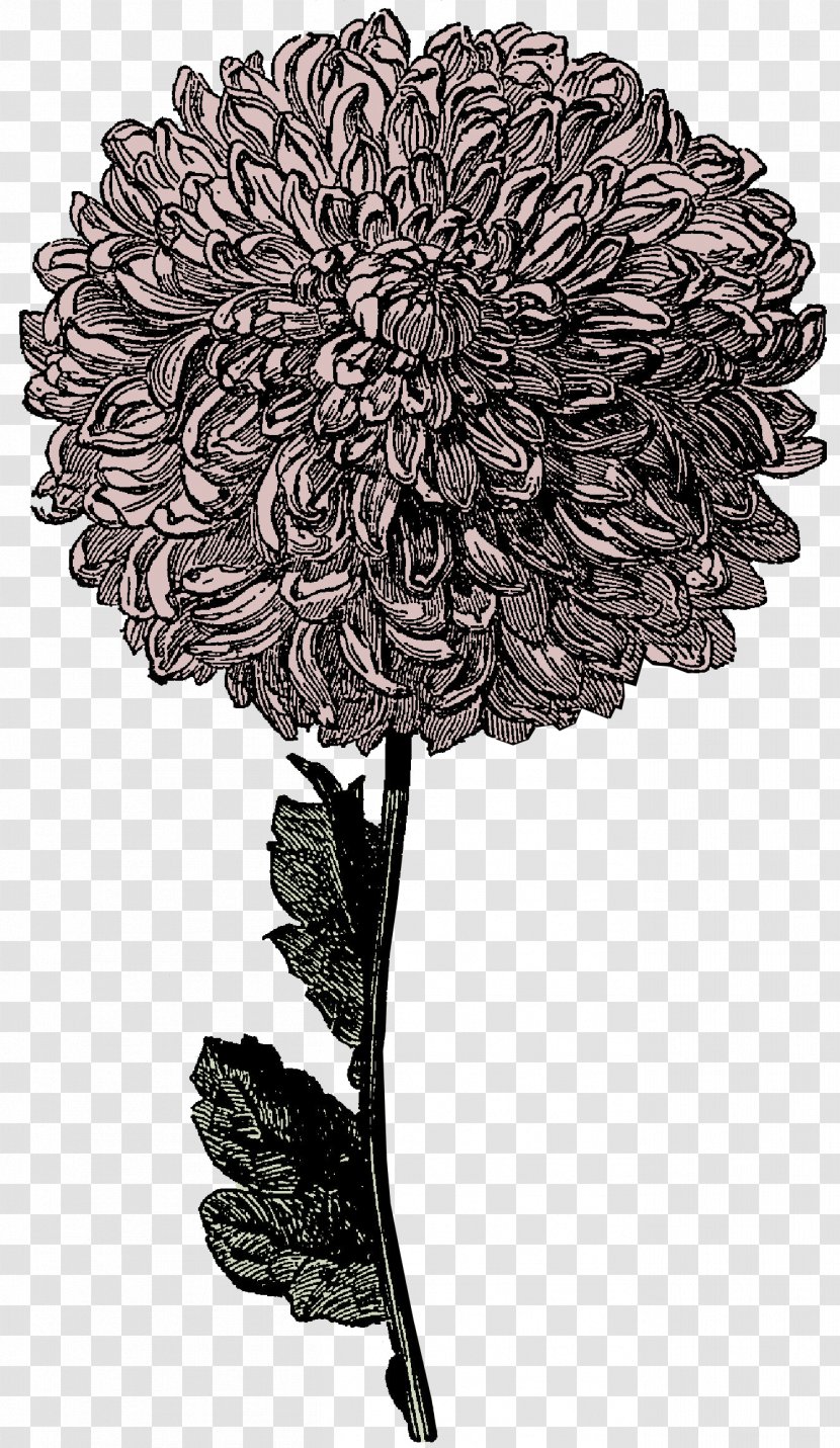 Victorian Era Drawing Clip Art - Website - Frozen Flower Cliparts Transparent PNG