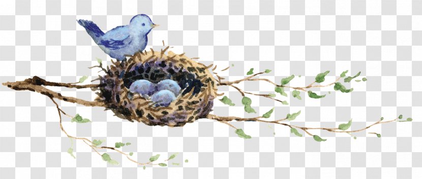 Edible Bird's Nest Bird Drawing Transparent PNG