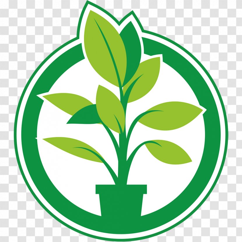 Plantje.nl Plants Garden Aspidistra Elatior Product - Logo - Parsley Aralia Transparent PNG
