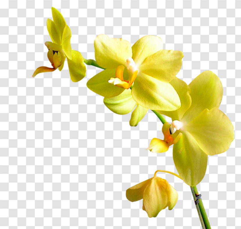 Flower Orchids Plant Garden Roses Yandex - Stem - Flowers And Floral Patterns Pattern Material Transparent PNG