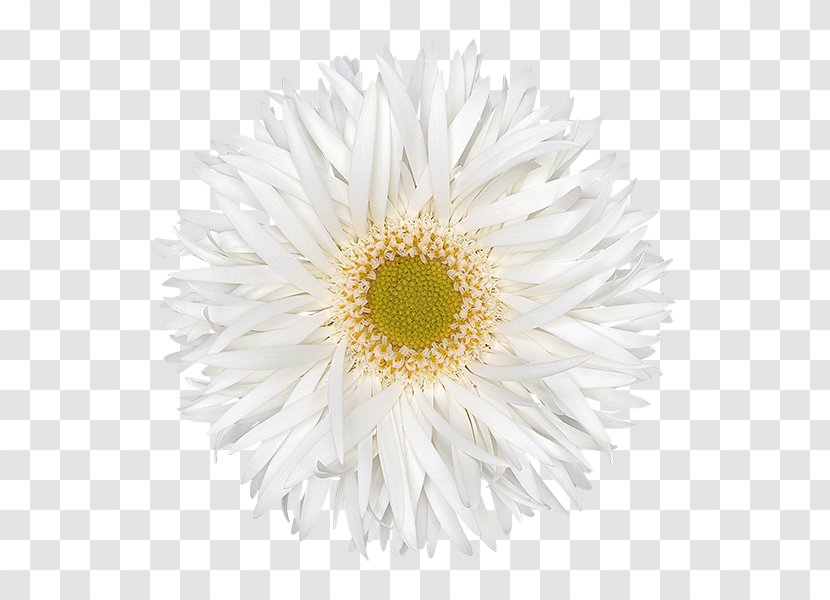 Clip Art Common Daisy Image Openclipart - Health Care - Brocade Transparent PNG