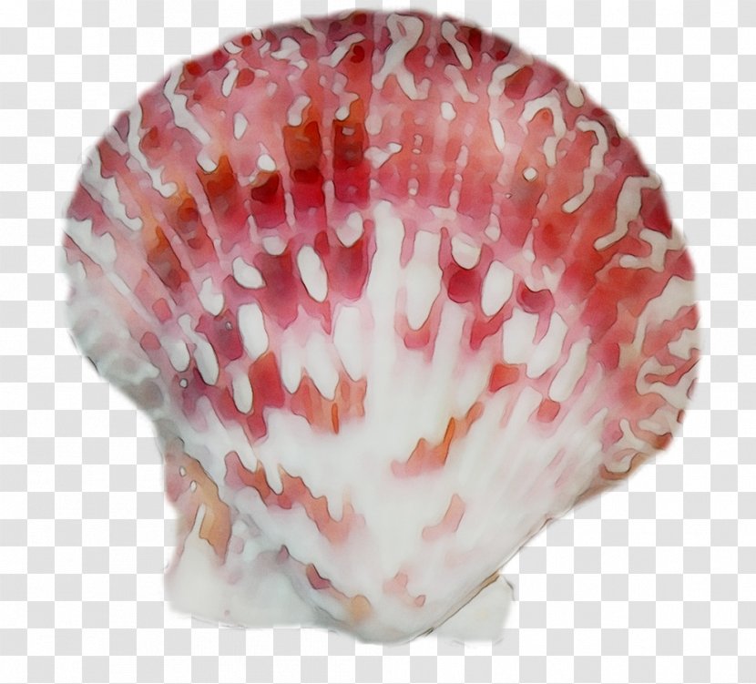 Seashell Conchology Trumpet Pink M - Scallop - Baking Cup Transparent PNG