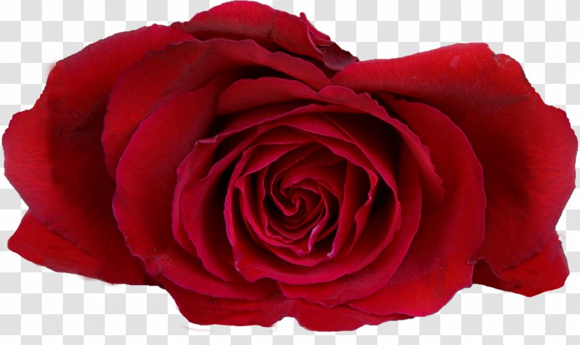 Garden Roses Flower Desktop Wallpaper Red - Highdefinition Television - Casamento Transparent PNG