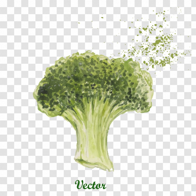 Vegetable Broccoli Illustration - Royaltyfree - Vector Drawing Cauliflower Transparent PNG