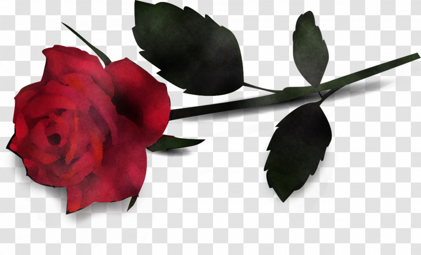 Garden Roses Transparent PNG