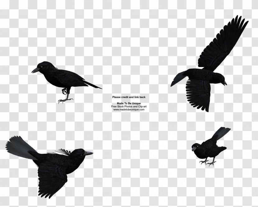 Rook Common Raven Baltimore Ravens Free Content Clip Art - American Crow - Cliparts Transparent PNG