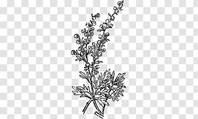 Drawing Plants Plant Stem Season Flowering - Black And White Transparent PNG