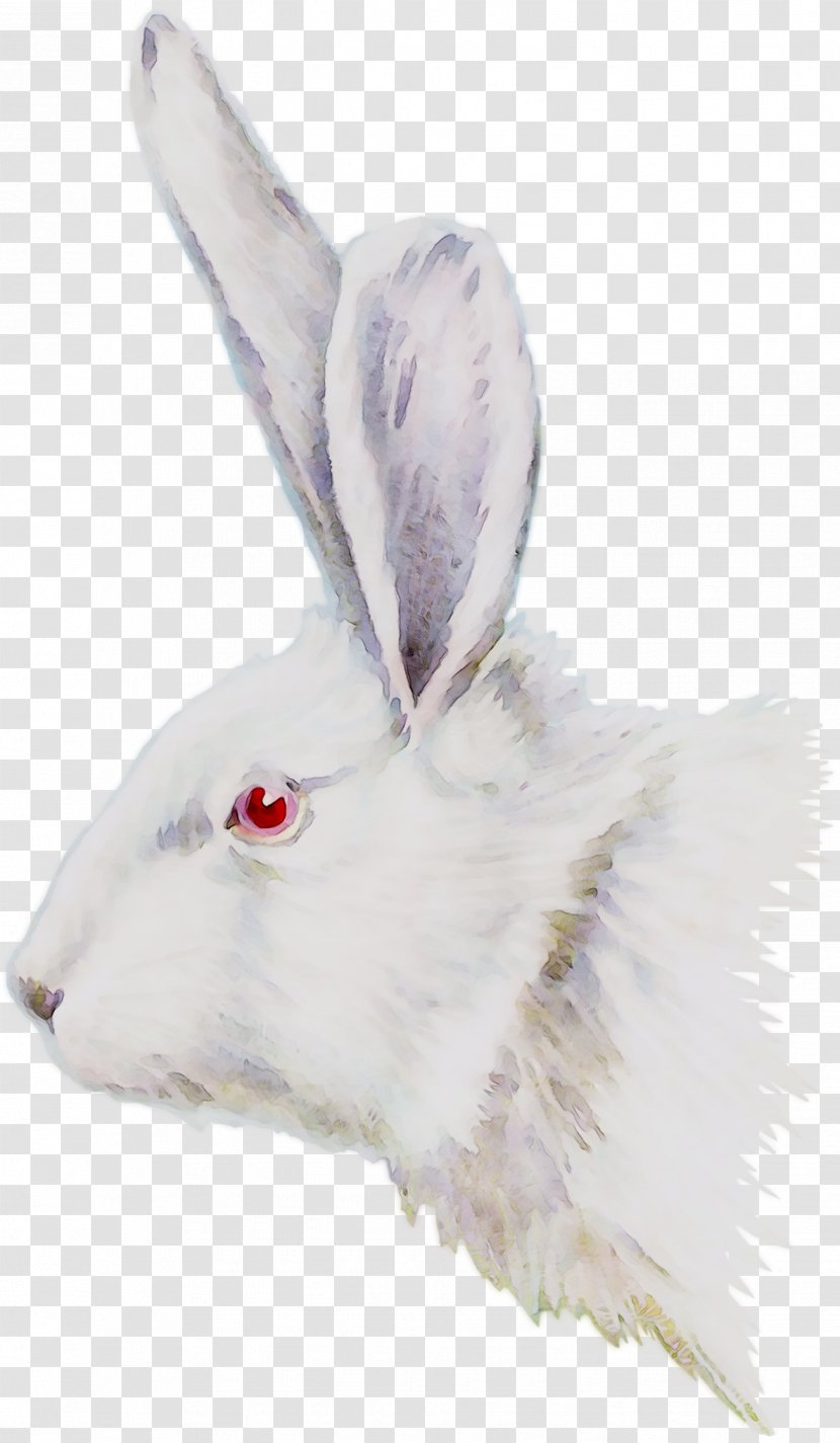 Domestic Rabbit Hare Fur Snout - White - Arctic Transparent PNG