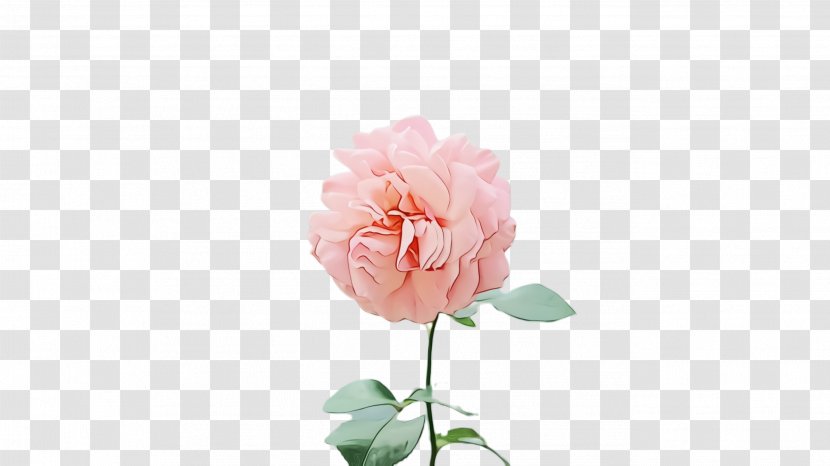 Garden Roses - Pink - Rose Family Cut Flowers Transparent PNG