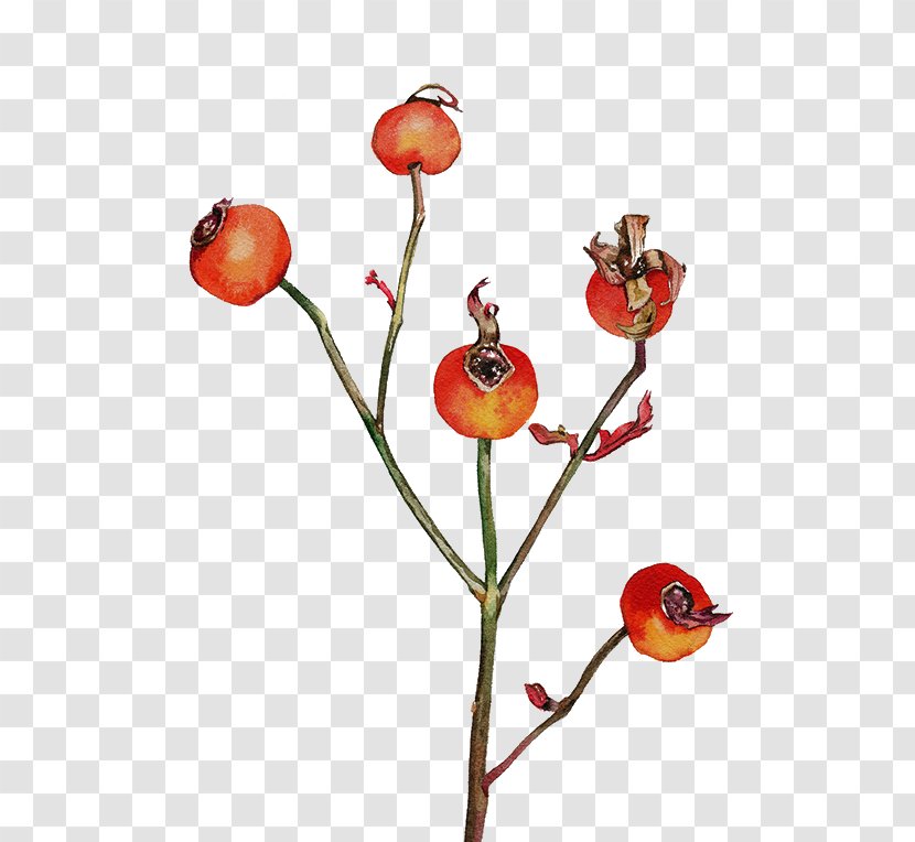 Frutti Di Bosco Watercolor Painting Drawing - Flowering Plant - Painted Berries FIG. Transparent PNG