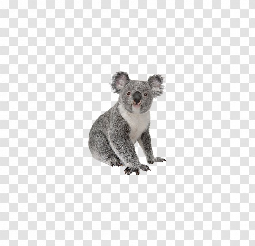 Koala Wombat Word Korean Vocabulary - Marsupial Transparent PNG