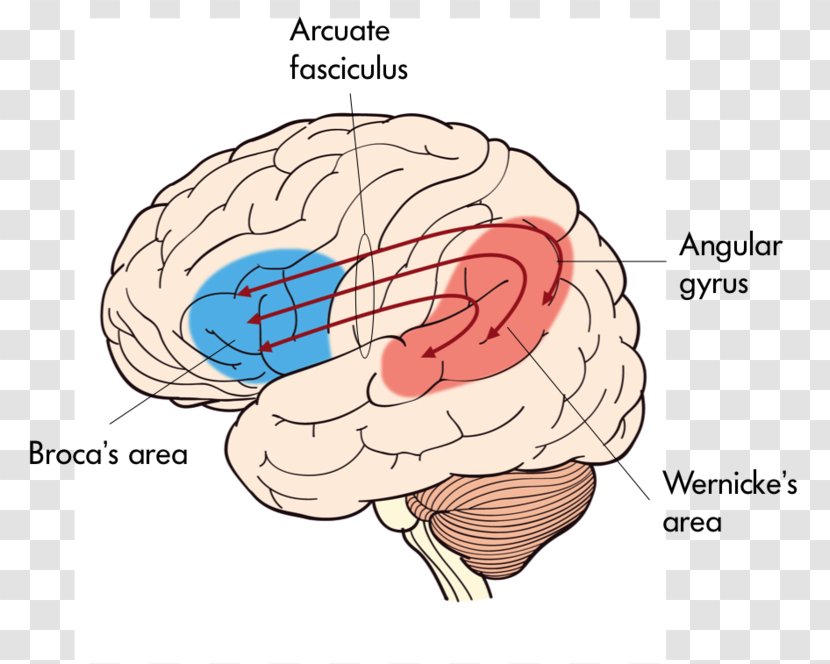 Broca's Area Wernicke's Expressive Aphasia Receptive - Flower - Brain Transparent PNG