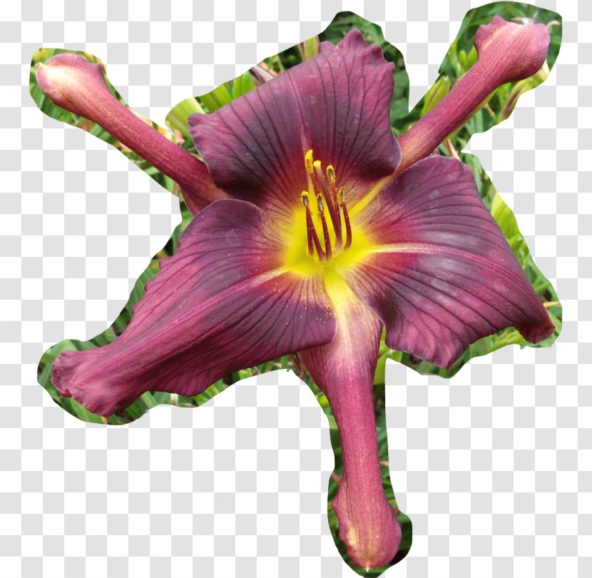 Flower Daylily Tepal Scape Plant Stem - 2017 Transparent PNG