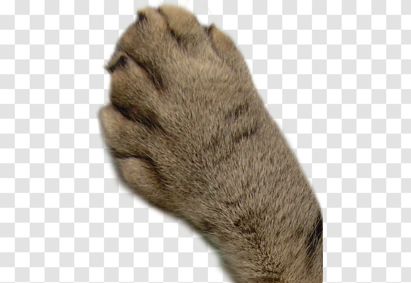Cat Paw Mammal - Silhouette Transparent PNG