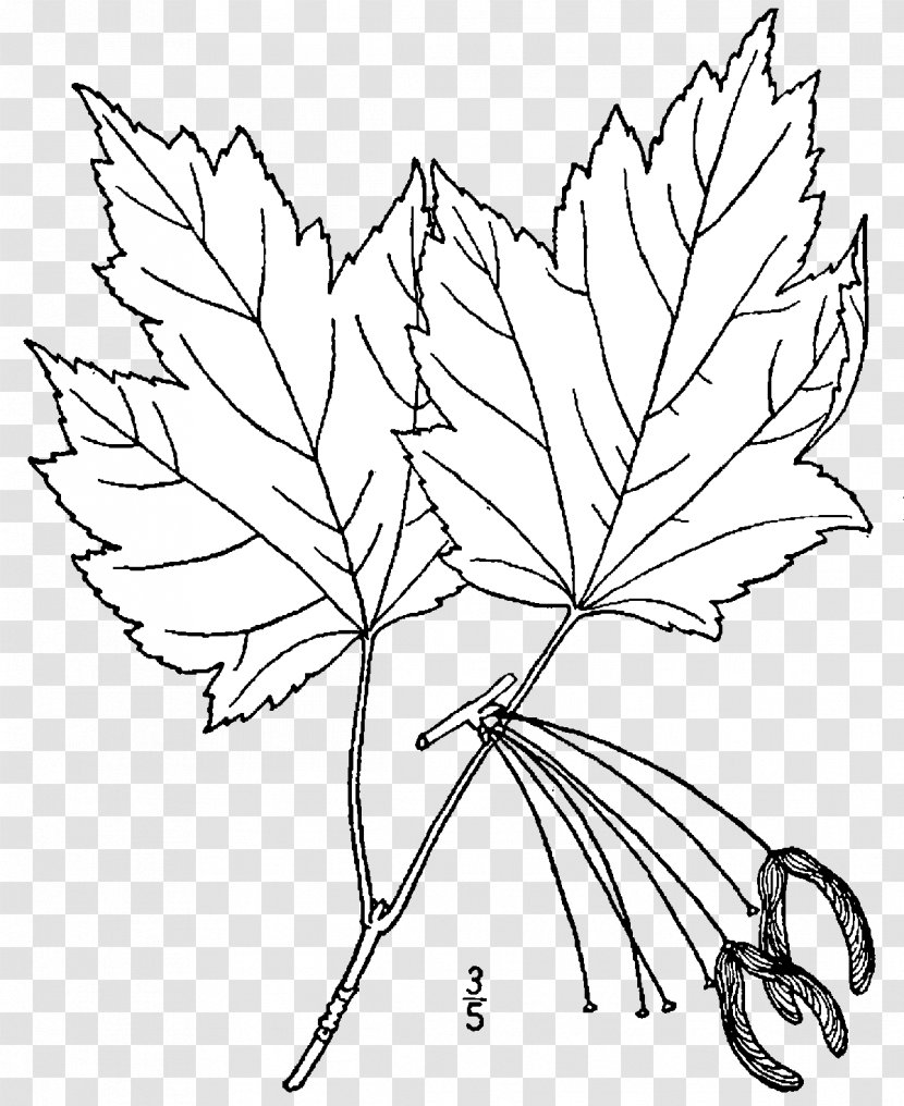 Red Maple Line Art Twig Drawing Acer Buergerianum - Branch Transparent PNG