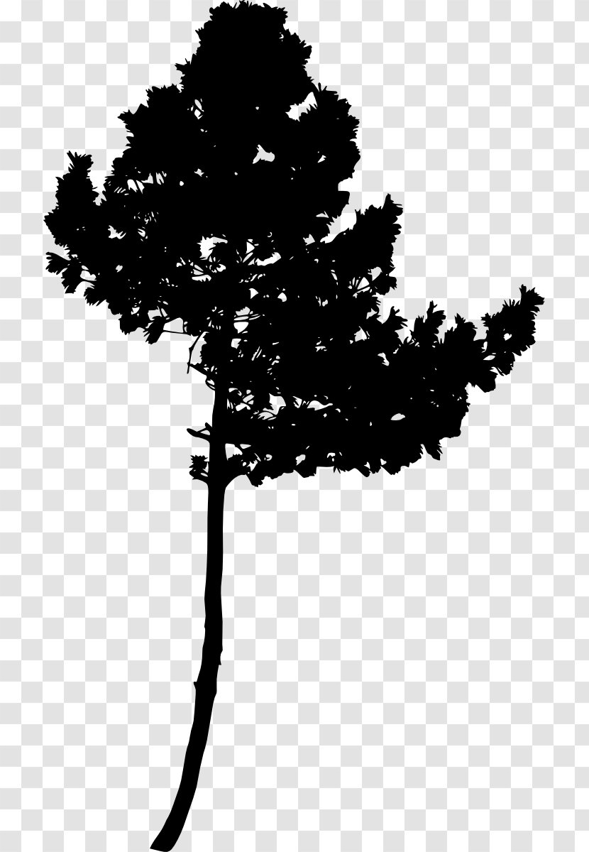 Silhouette Black And White - Conifer Transparent PNG