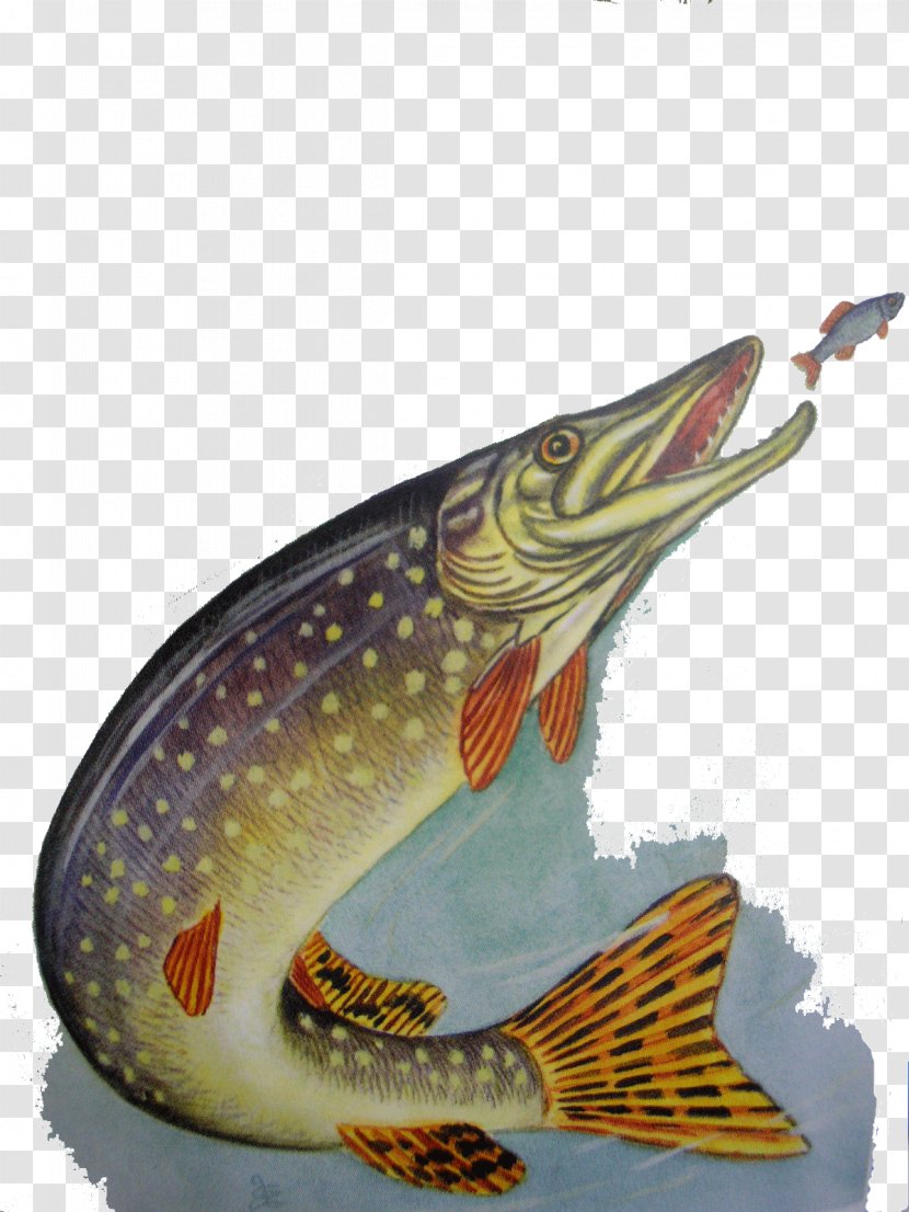 Fauna Fish - Pike Transparent PNG