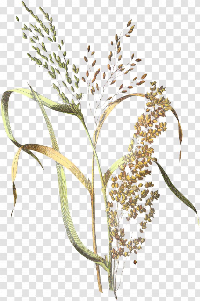 Cereal Millet Botanical Illustration Rice Botany - Plant Stem - Grass Transparent PNG