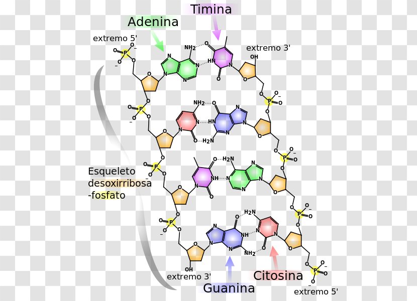 The Double Helix: A Personal Account Of Discovery Structure DNA Molecular Nucleic Acids: For Deoxyribose Acid Molecule - Heart - Science Transparent PNG