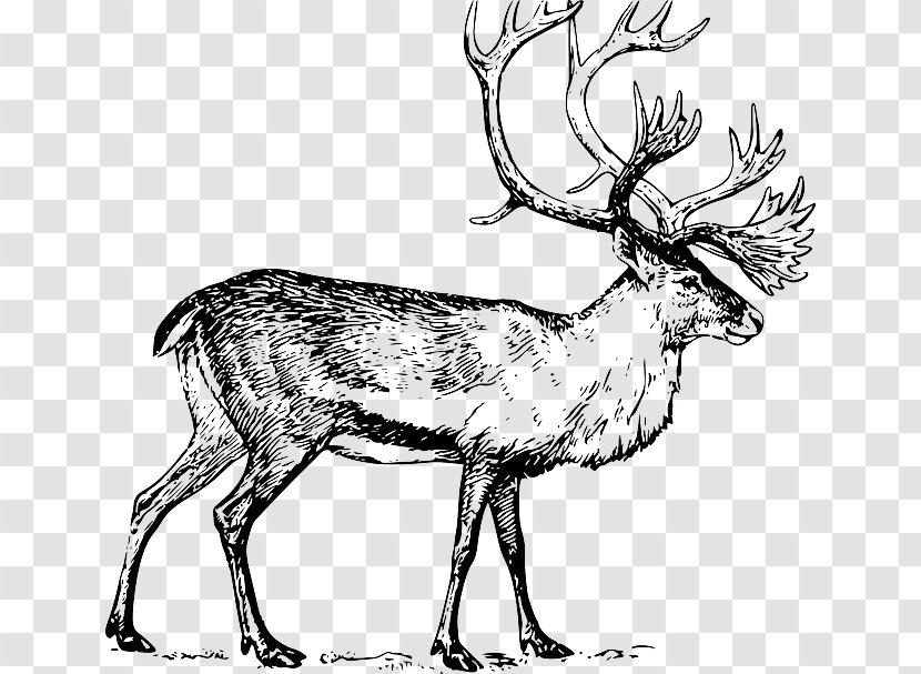 Deer Drawing Art Clip - Wildlife - Elk Vector Transparent PNG