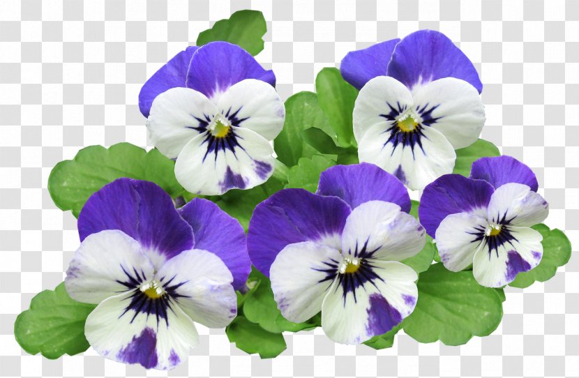 Pansy California Golden Violet Clip Art Image - Family Transparent PNG