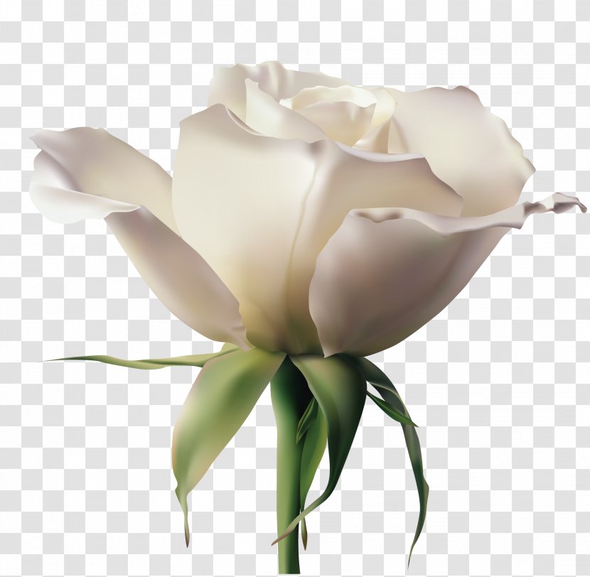 Garden Roses Rosa Xd7 Alba Euclidean Vector Flower - Magnolia Family - Realistic White Rose Transparent PNG